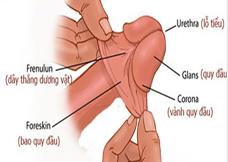 Đầu khấc là gì? Những điều thú vị về đầu khấc dương vật 2 dau khac loveshopaz 1