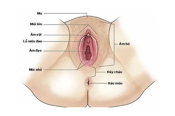 Hột le là gì? Cách kích kích hột le khiến nàng sung sướng tột đỉnh 1 hột le là gì