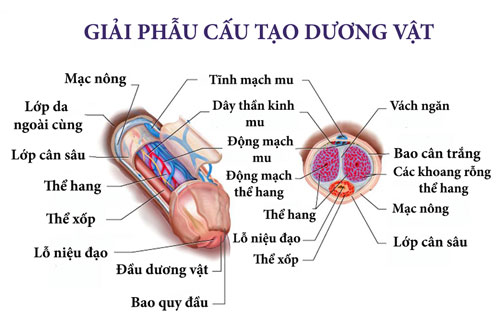 dương vật có xương không